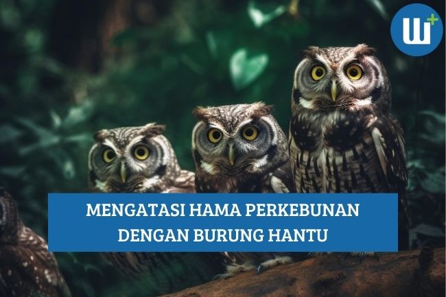 Mengatasi Hama Perkebunan dengan Burung Hantu